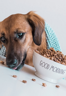 Alimentos Mascotas